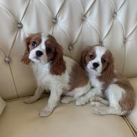 Cavalier king