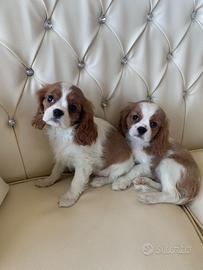 Cavalier king