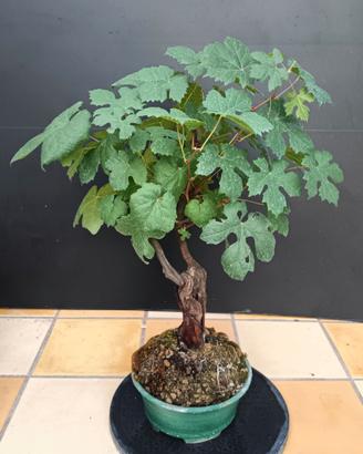 Bonsai