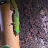 Geco Phelsuma laticauda