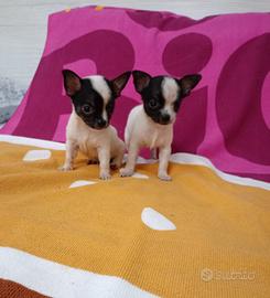 Chiwuawa toy