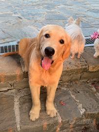 Golden Retriever cuccioli