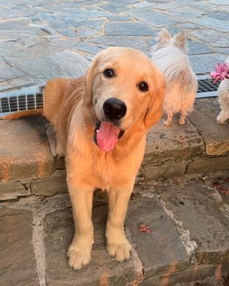 Golden Retriever cuccioli