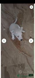 Jack rassell bianco cucciolo 3 mesi cippato