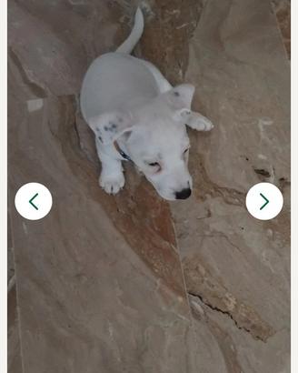 Jack rassell bianco cucciolo 3 mesi cippato