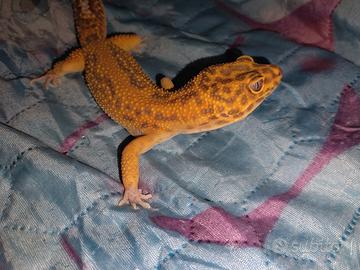 Geco leopardino