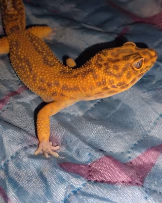 Geco leopardino