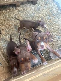 Pitbull