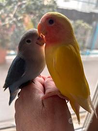 Animali