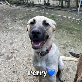 Perry aspetta una casa e una famiglia