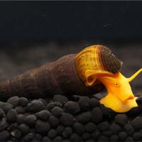 Pesci e gamberetti caridine neocaridine acquario