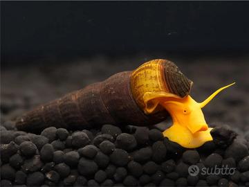 Pesci e gamberetti caridine neocaridine acquario