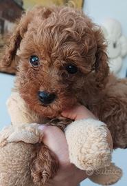Cucciolo barboncino Toy
