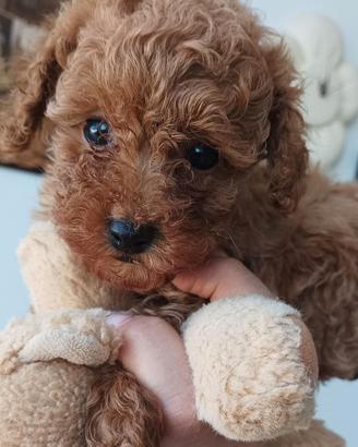 Cucciolo barboncino Toy