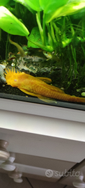 Ancistrus albino