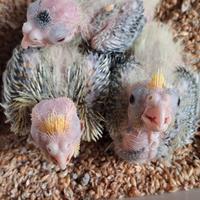 Galpiste bebi da inbecco