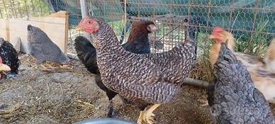 Galline razza Amrock