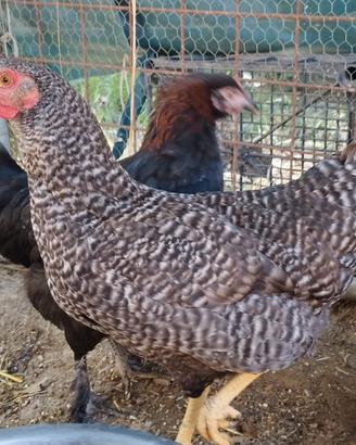 Galline razza Amrock