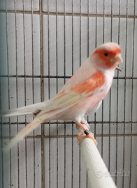 Canarini mix maschi e femmine