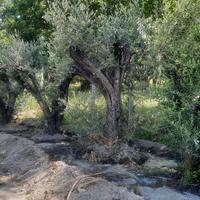 piante ulivo