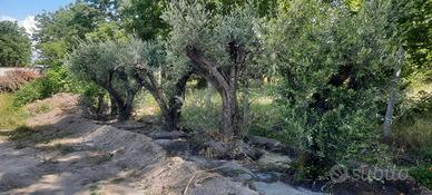 piante ulivo