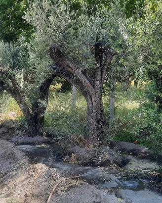 piante ulivo