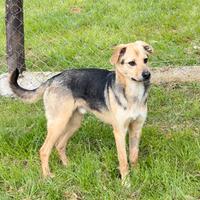 Balù