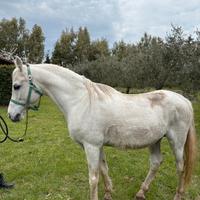 Cavallo ispano arabo intero