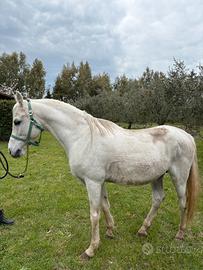 Cavallo ispano arabo intero