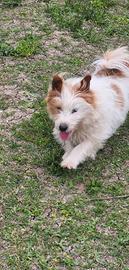 Jack Russel RUVIDO X accoppiamenti con PEDIGREE