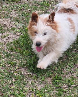 Jack Russel RUVIDO X accoppiamenti con PEDIGREE
