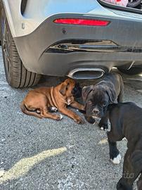 Vendita cuccioli boxer 60 giorno genitori visibili