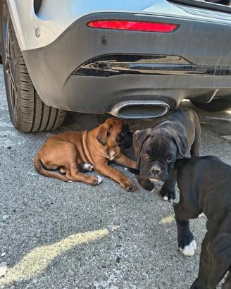 Vendita cuccioli boxer 60 giorno genitori visibili
