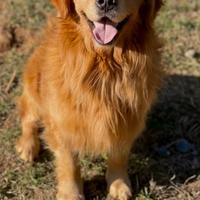 Cuccioli Golden retriever americano