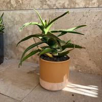Aloe Arborescen in vaso ceramica