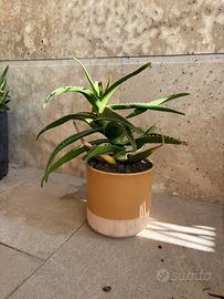 Aloe Arborescen in vaso ceramica