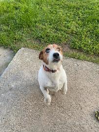Jack rassel 13 anni