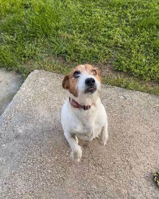 Jack rassel 13 anni