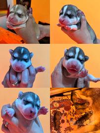 Cuccioli siberian husky