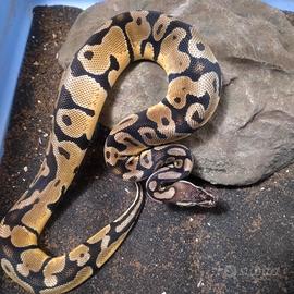 Pitone reale maschio