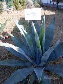 Piante agave