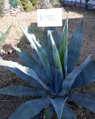 Piante agave