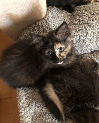 splendidi gattini  solo per amanti animali