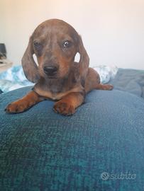 Bassotti cuccioli