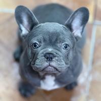 Bull dog francese blu