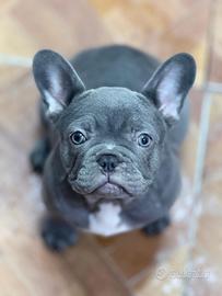 Bull dog francese blu