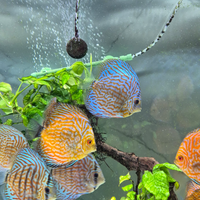 Pesci discus