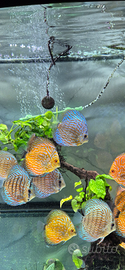 Pesci discus