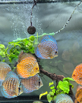 Pesci discus