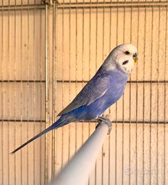 Cocorite allevate a mano